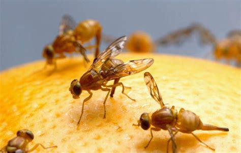 California facing 'agricultural crisis' from invasive fruit flies