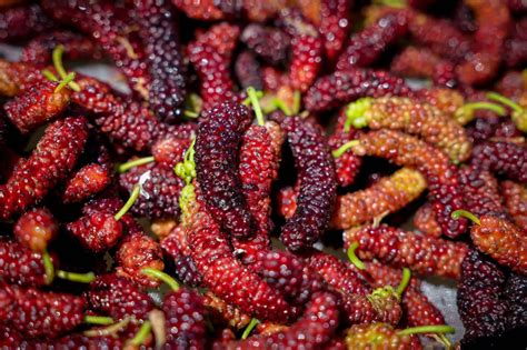 California farm eager to reintroduce sweet, nutritious mulberries to America