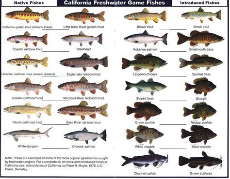 A comprehensive list of freshwater native and non-native fish species present or historically in California, based on the PISCES database. Each species is marked ….