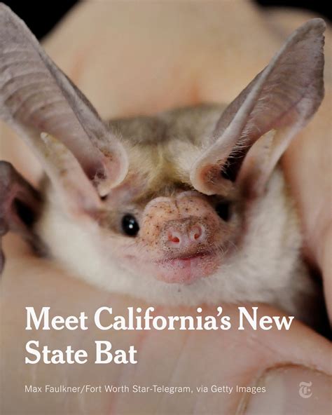California gets an official state bat
