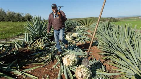 California has a new take on mezcal and tequila. How Sacramento-area farmers are leading it