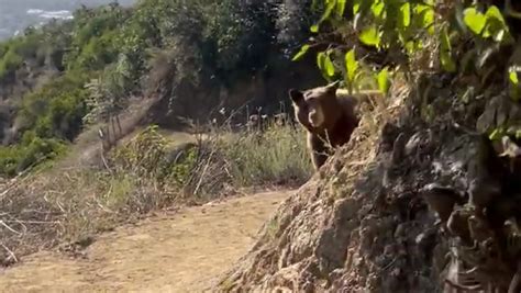 California hiker records frightening encounter with bear, 2 cubs on trail
