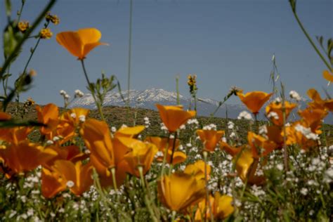 California hillsides exploding with wildflowers after epic rainfall