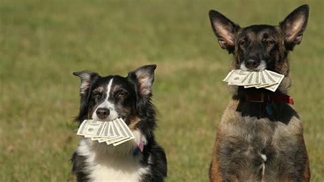 California is the most expensive place to own a dog, study says