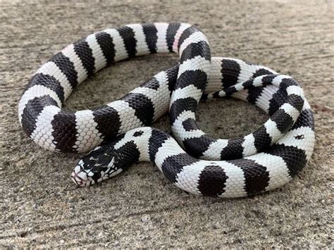 Mighty Morphin Sneks is a small breeder located in Youngsville. They Mexican black kingsnakes and California kingsnakes with the high white gene. Exotics by Nature Co. is located in Folsom. They have a number of species including the Neuvo Leon kingsnake, Mexican black kingsnakes, and the Chihuahua mountain kingsnake.. 