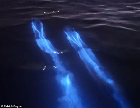 California man captures dolphin pod swimming in bioluminescent waters