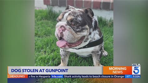 California man walking dog robbed at gunpoint; bulldog stolen, cash left behind