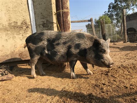 About Us. We specialize in breeding and selling the smallest mini teacup pigs that can be hand delivered to your home in California. Our pigs are carefully selected for their small …. 