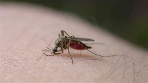 California officials confirm 2 cases of dengue, a mosquito-borne illness rarely transmitted in US