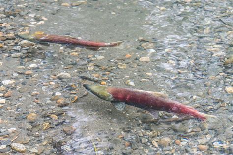California orders tiremakers to find alternative for chemical that kills endangered salmon