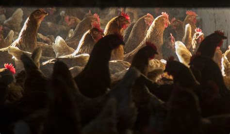 California poultry processor fined $3.8 million for hiring, endangering children