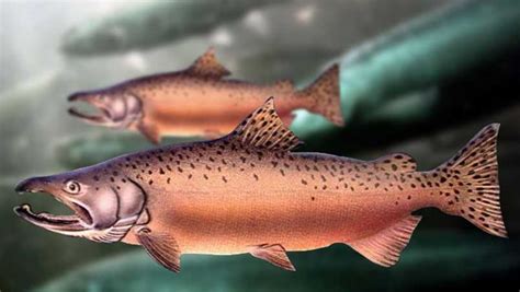 California seeks federal help for salmon fishers facing ban