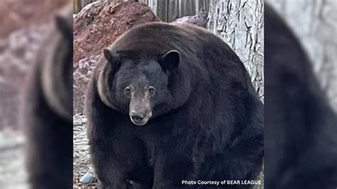 California sends 400-pound fugitive Bear 64F, aka “Hank the Tank,” to Colorado refuge