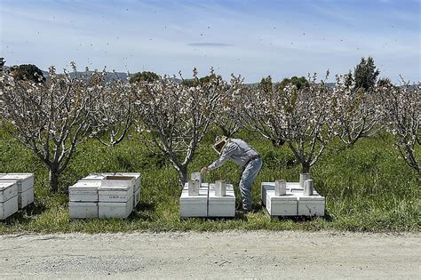 California storms hit beekeepers, but honey outlook's sweet