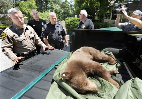 California town declares bears a public safety threat