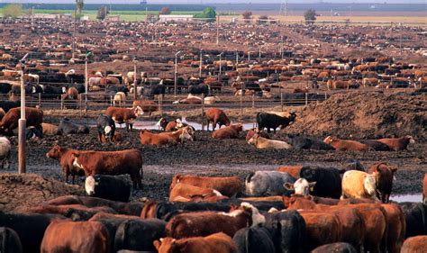 California weighs ending climate credits for cow poop