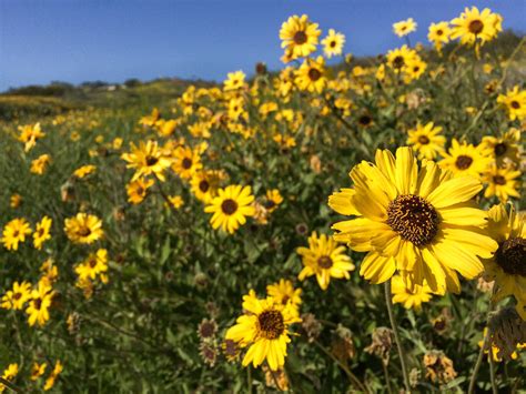 California wildflowers: It’s not too late to plant and see them bloom this year