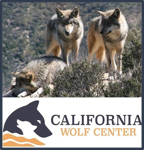California wolf center. Sisters Shasta, Sierra, and Tehama, born at California Wolf Center on April 29, 2013, are named to honor the 2011 return of wild wolves to the state of California. Their brother Wintu, still remains at California Wolf Center’s conservation facility in Julian as the leader and father of their ambassador North American gray wolf pack. 