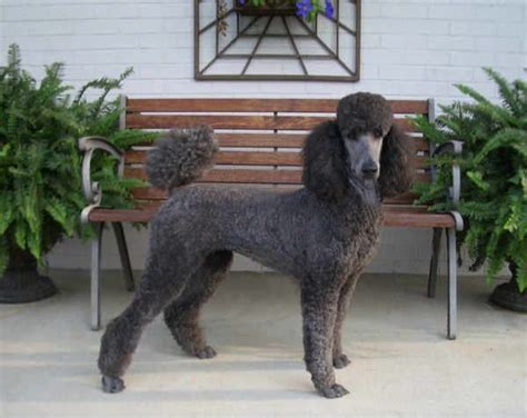 Calisun Standard Poodles - Useful Links