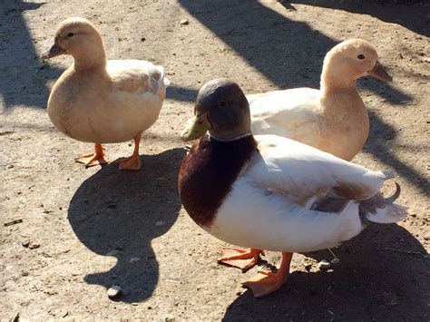 Runner or call ducks. Runner or call ducks for sale in Blackburn Lancashire. Not sure about gender but i think their are 4 males and 4 females mix colour. £15 each Read more >>. Butterscotch calls ducks for sale.. 