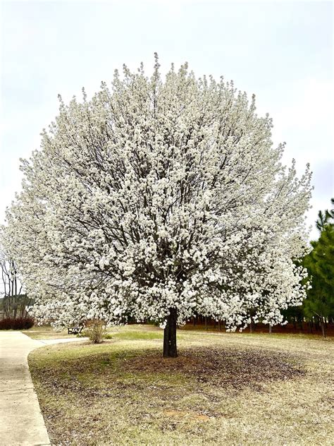 Callery pear tree: How to manage an invasive former favorite
