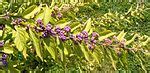 Callicarpa dichotoma - Wikipedia