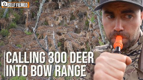 Calling Hundreds of Deer into Bow Range- Self filmed - YouTube