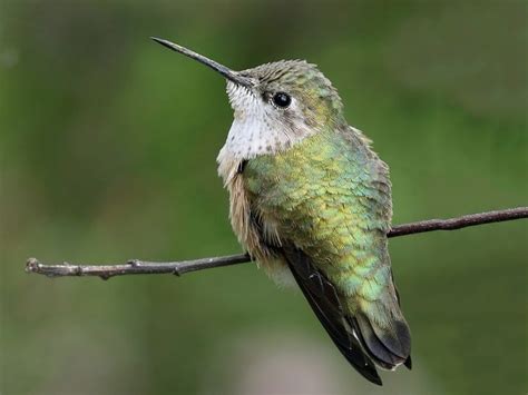 Calliope Hummingbird Identification - All About Birds