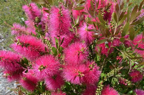 Callistemon ‘Hot Pink’ – Bottlebrush Gardening With …