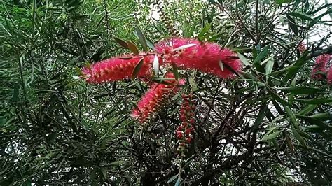 Callistemon Taree Pink 18th September 2024 - YouTube