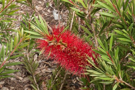 Callistemon photos on Flickr Flickr