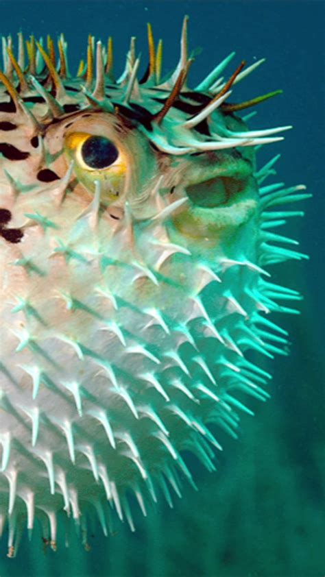 Callmesea Leaks PORN 232 Vids