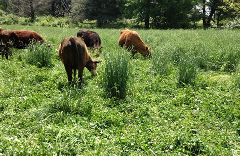One of the most important things you can do for a cattle pasture is to manage it well. This means keeping on top of the weeds (such as musk thistle, bull thistle, buck brush, etc.) and dead grass. Typically in the spring, the air is thick with the smokey smell of pasture fires. Burning pastures is a great way to get rid of dead grass and ensure ...