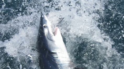 Calls to End Newbury Shark and Tuna Tournament – NECN