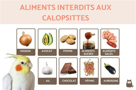 Calopsitte aliments interdits