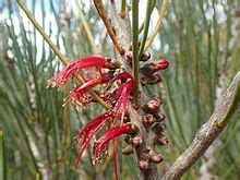 Calothamnus gilesii - Alchetron, The Free Social Encyclopedia