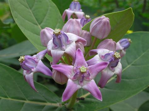 Calotropis gigantea - Wikipedia