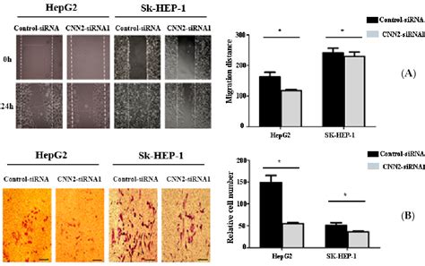 Calponin-h2: a potential serum marker for the early