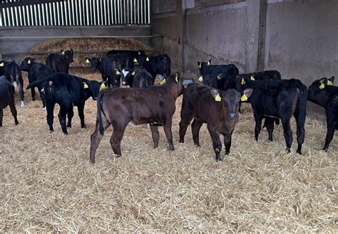 Calves Armagh - facebook.com