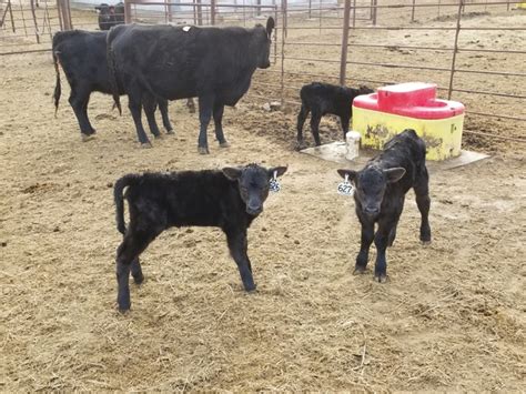Calves for sale craigslist. craigslist For Sale "calves" in Dallas / Fort Worth. see also. 2 Bull Calves. $950. Greenville Heifer bottle calves. $250. Sulphur Springs Tx ... 