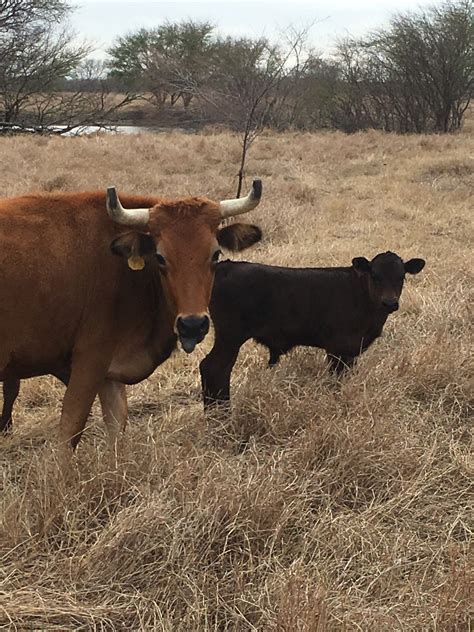 March 22, 2021 - Texas Bison Herd for Sale. Selling entire bison herd in Texas. Would prefer to sell as one lot: One 9 year old bull; 6 cows, six to seven years old, with six 1-3 month old calves; 6 pregnant cows – 6 – 8 months pregnant – pregnancy checked in mid-January; 1 open cow; Total herd - 13 cows, 6 calves and 1 bull. $26,000 for .... Calves for sale in texas