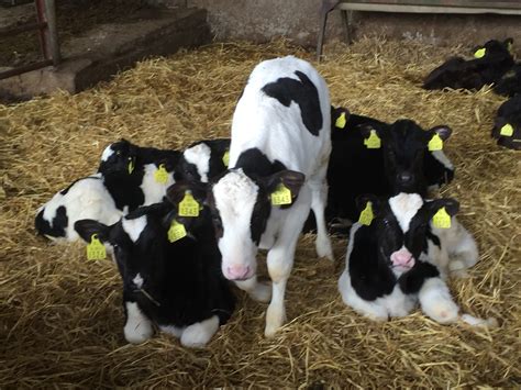 1 / 1 Dairy heifers 3 days Mullingar, Co. Westmeath Dairy Cattle Price €1,350 SPOTLIGHT 1 / 20 2 PBR Genotyped 5 ⭐ Bull weanlings 19 hours Fanore, Co. Clare Beef Cattle Price ….