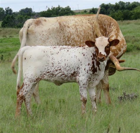 Calves for sale oklahoma. .  <a href=http://sandboxo.kinsta.cloud/wp-content/plugins...