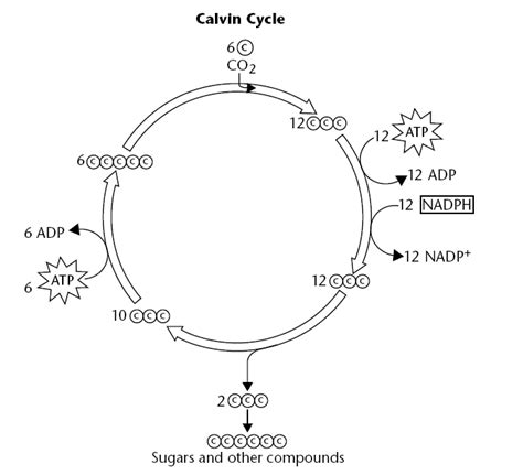 Calvin Cycle Diagram Worksheet