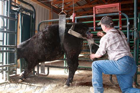 Calving Season Tips: How To Use A Calf Puller Beef Magazine