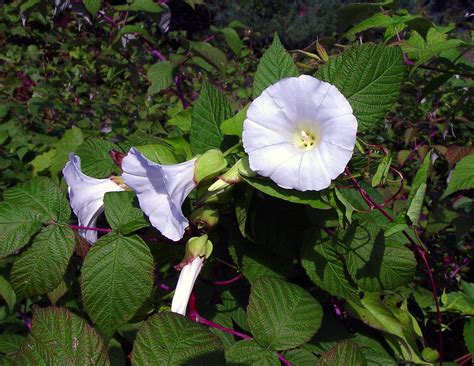 Calystegia silvatica (short-stalked false bindweed): Go …