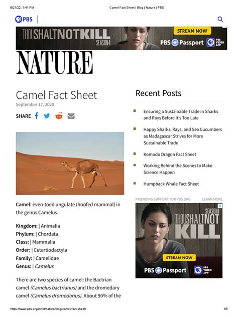 Camel Factsheet PDF Calf Camel - Scribd