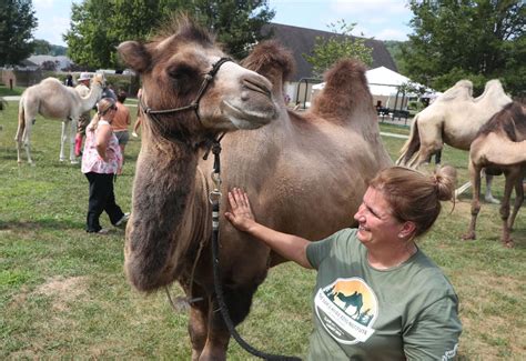 Camel camp in Brewster: rare workshop aids handlers - The Journal News