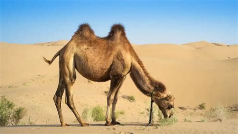 Camel price. Things To Know About Camel price. 