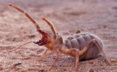 Camel spider bite. Things To Know About Camel spider bite. 